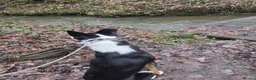 Border Collie dogs for sale: Border Collie For Sale in Wirral - Advert 10
