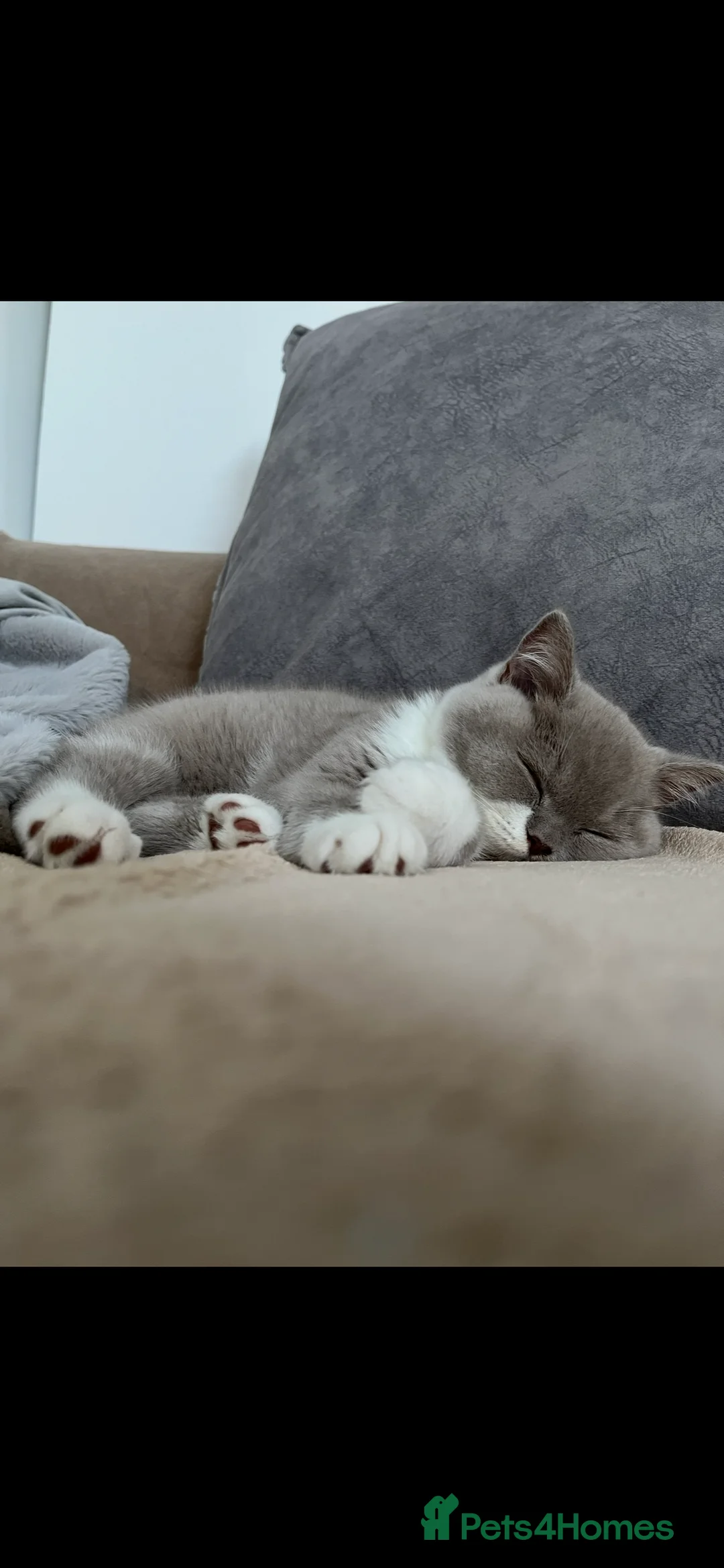 British Shorthair cats for sale: Adorable Kitten Seeking a Loving Home - Advert 1