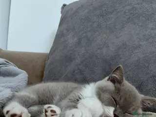 British Shorthair cats Adorable Kitten Seeking a Loving Home - Advert 3