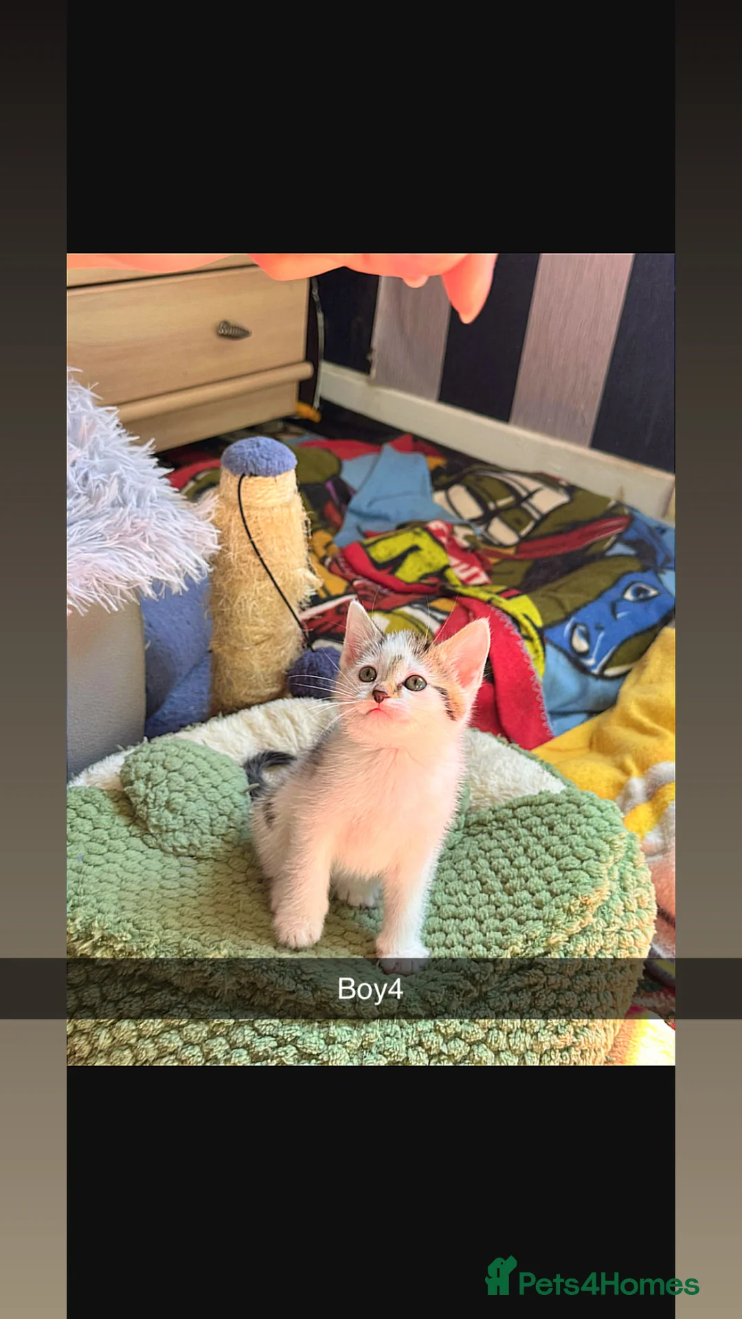 Mixed Breed cats for sale: Kittens ready to go - Advert 2