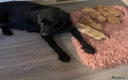 Labrador Retriever dogs for sale: Adorable Golden and Fox Red Puppies - Image 10