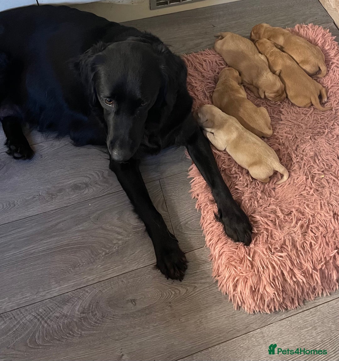 Labrador Retriever dogs for sale: Adorable Golden and Fox Red Puppies - Image 10