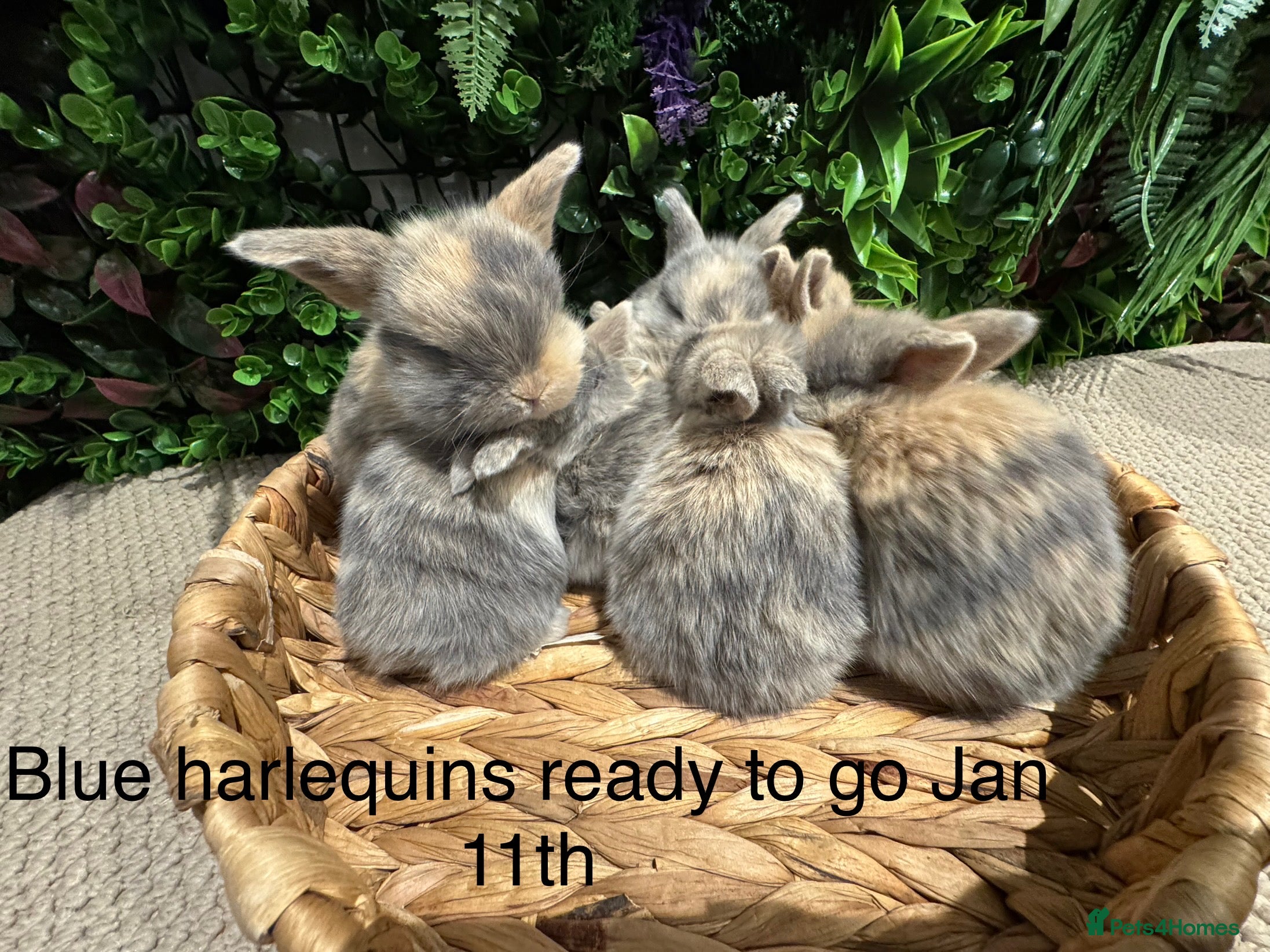 Mini Lop rabbits ⭐️ mini lops ⭐️ 5 left to reserve  - Advert 5