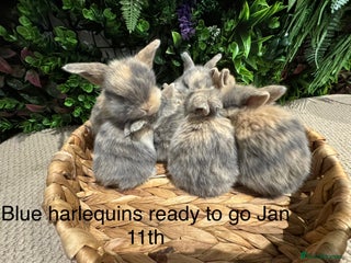 Mini Lop rabbits ⭐️ mini lops ⭐️ 5 left to reserve - Advert 7