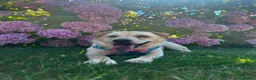 Mixed Breed dogs for adoption: ❤️🐶 LAIMA – HOW IS THIS WONDERFUL GIRL WAITING - Advert 18
