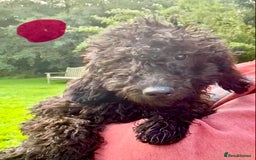 Irish Doodle dogs for sale: Irish Doodle Puppies - Fully Vaccinated- Ready Now - Image 7