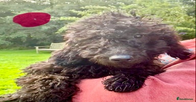 Irish Doodle dogs - Advert 1