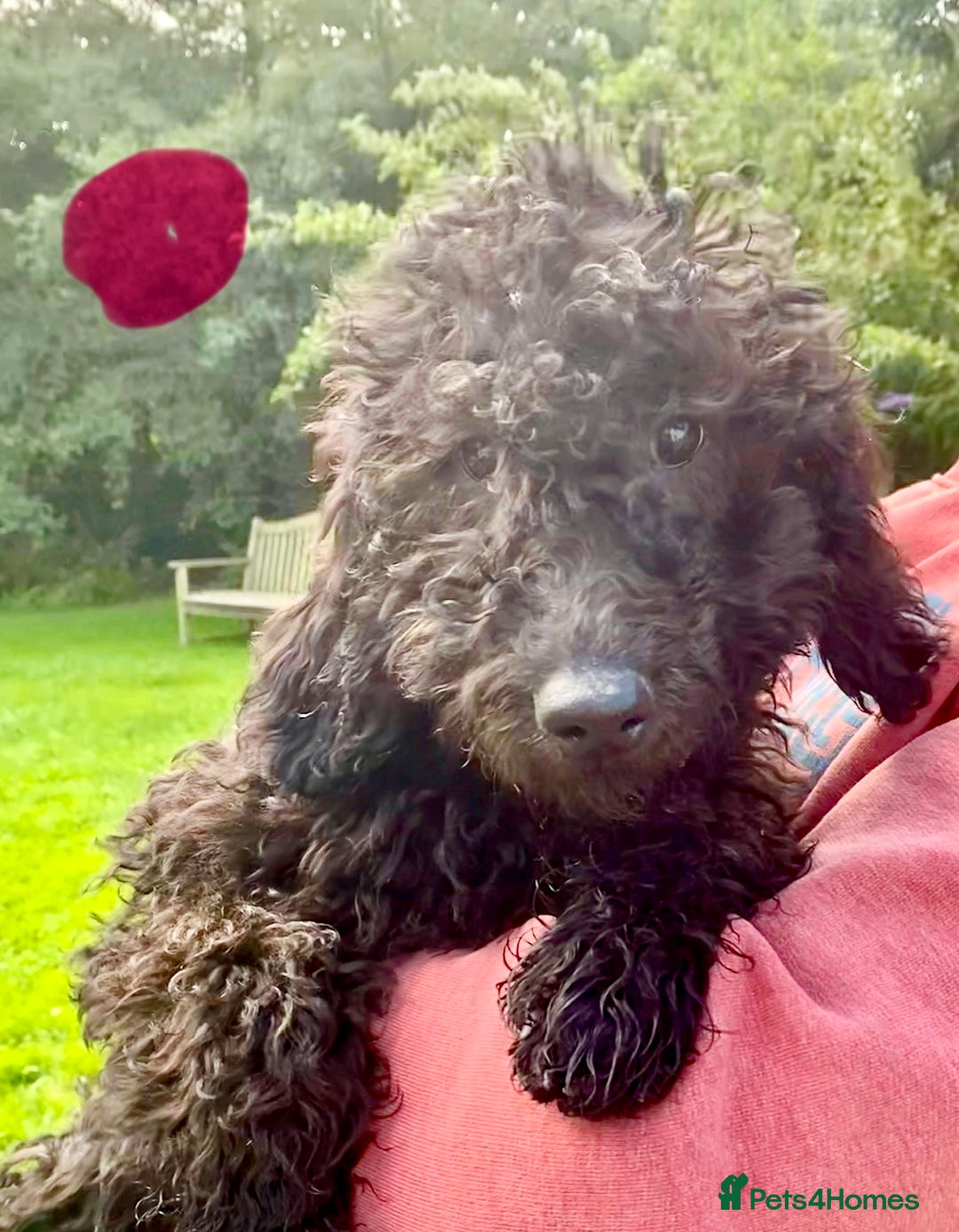 Irish Doodle dogs for sale: Irish Doodle Puppies - Fully Vaccinated- Ready Now - Image 7