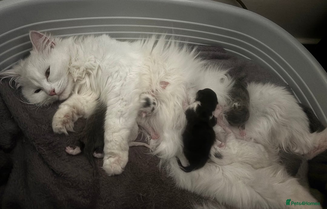 Persian cats for sale: Adorable kittens for sale  - Image 5