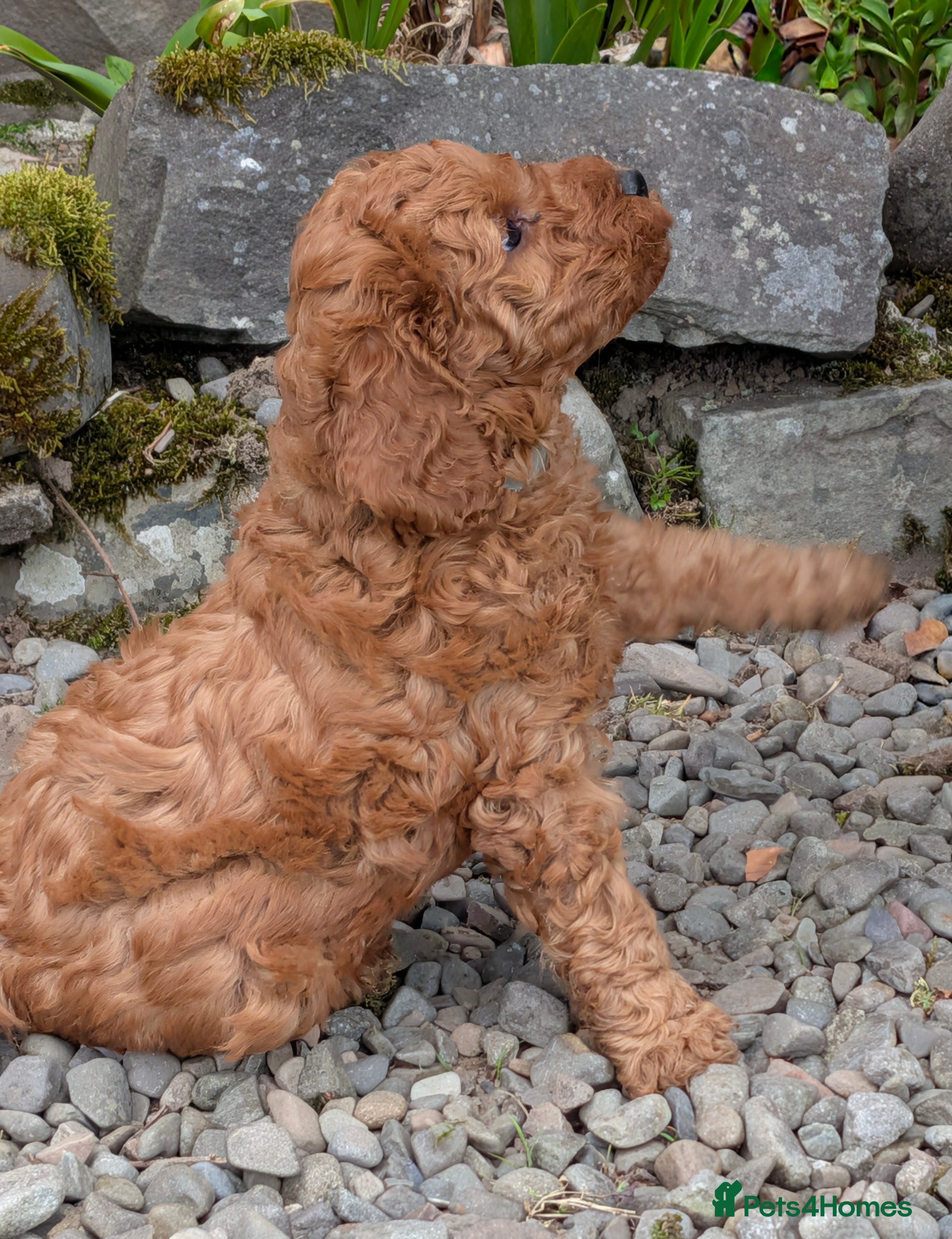 Cockapoo dogs Adorable F1b Red Cockapoos  - Advert 2