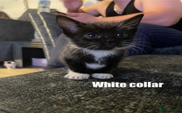 Mixed Breed cats for sale: Calico Kittens  - Image 1