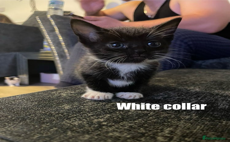 Mixed Breed cats - Advert 4
