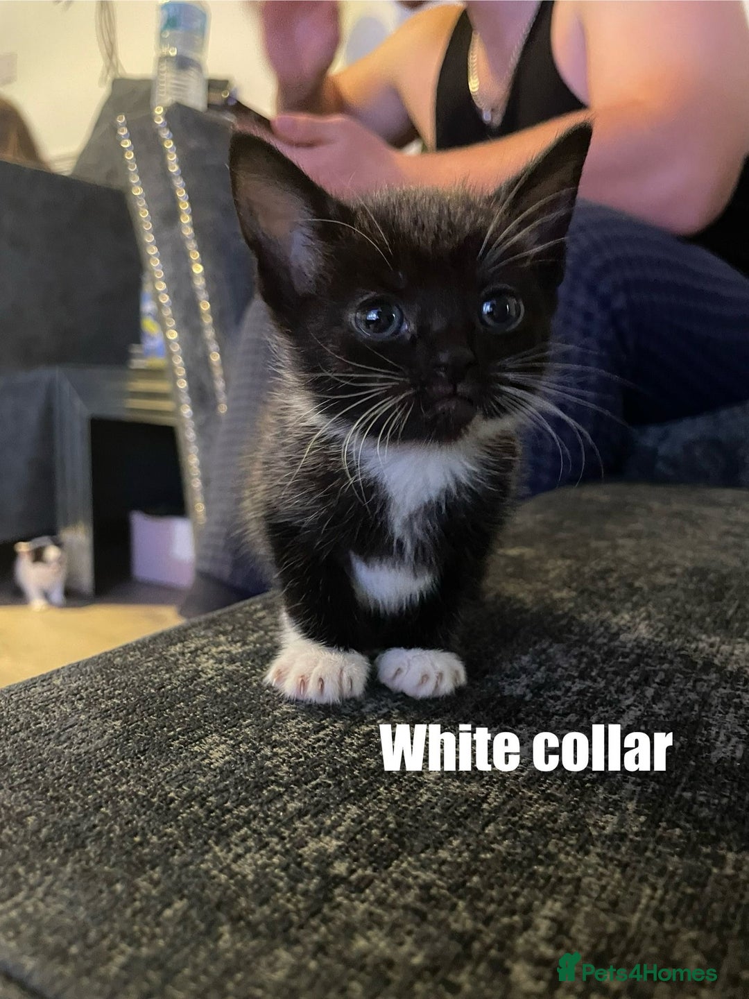 Mixed Breed cats for sale: Calico Kittens  - Image 1
