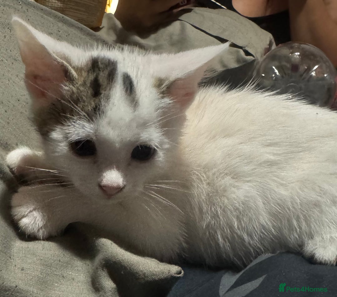 Mixed Breed cats for sale: Mixed breed kittens - Image 5