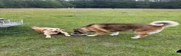 Mixed Breed dogs for sale: Deisel in Lincoln - Advert 2