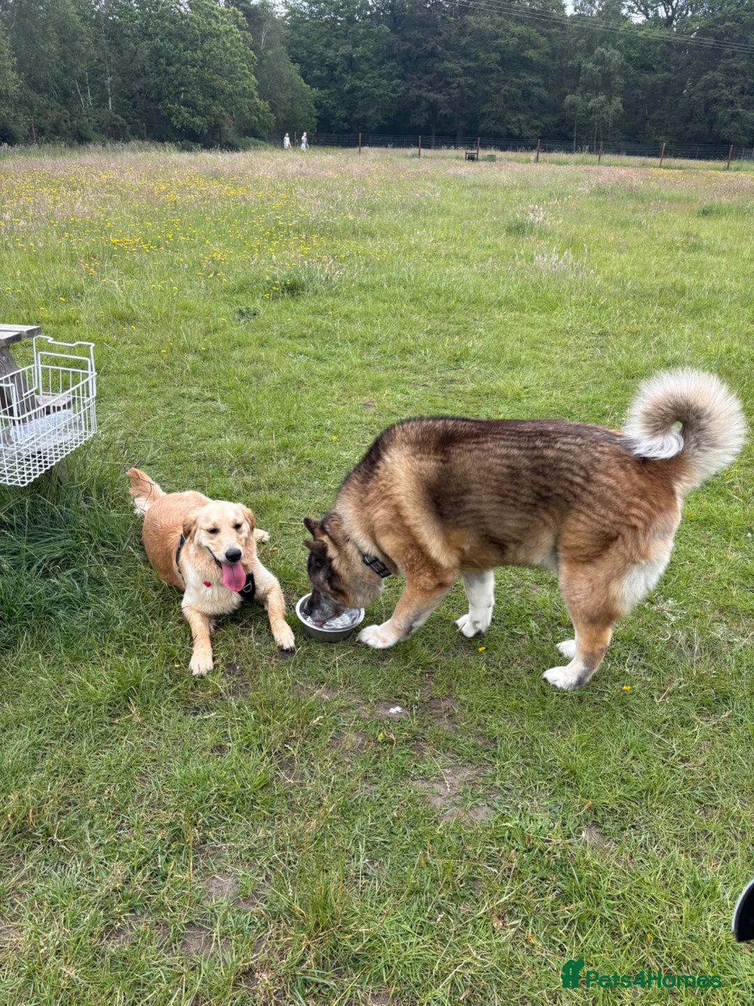 Mixed Breed dogs for sale: Deisel in Lincoln - Advert 2