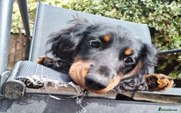 Miniature Dachshund dogs for sale:  KC Line Mini long hair girl – Adorable £1400 in Stafford - Image 3