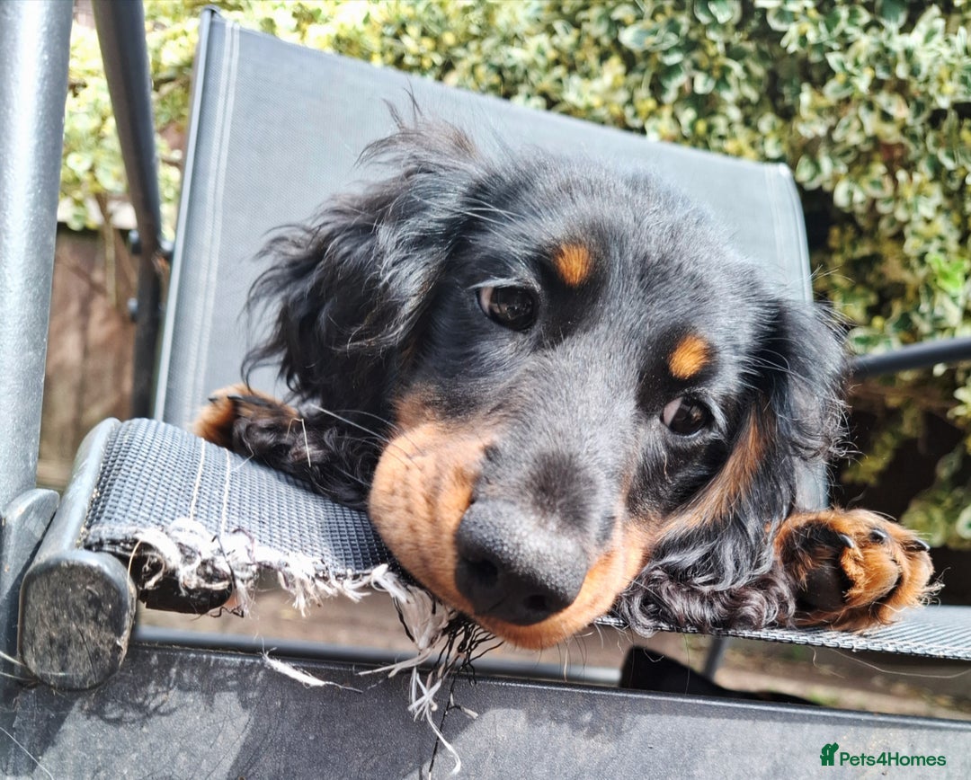 Miniature Dachshund dogs for sale:  KC Line Mini long hair girl – Adorable £1400 in Stafford - Image 3