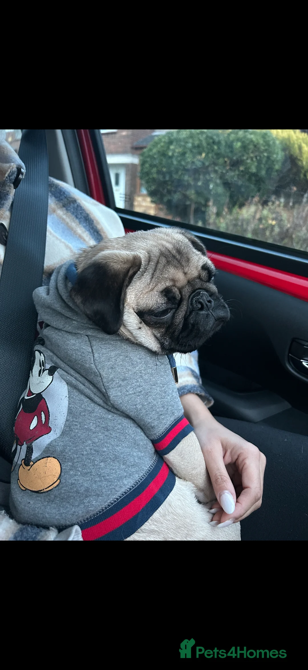Pug dogs for sale: Reggie the Pug  - Advert 2