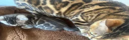 Bengal cats for sale: Rare Silver Grey Marbled Bengal TICA Kittens  - Advert 14