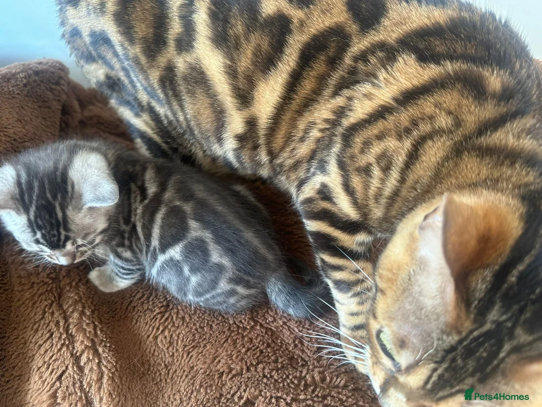Bengal cats for sale: Rare Silver Grey Marbled Bengal TICA Kittens  - Advert 14