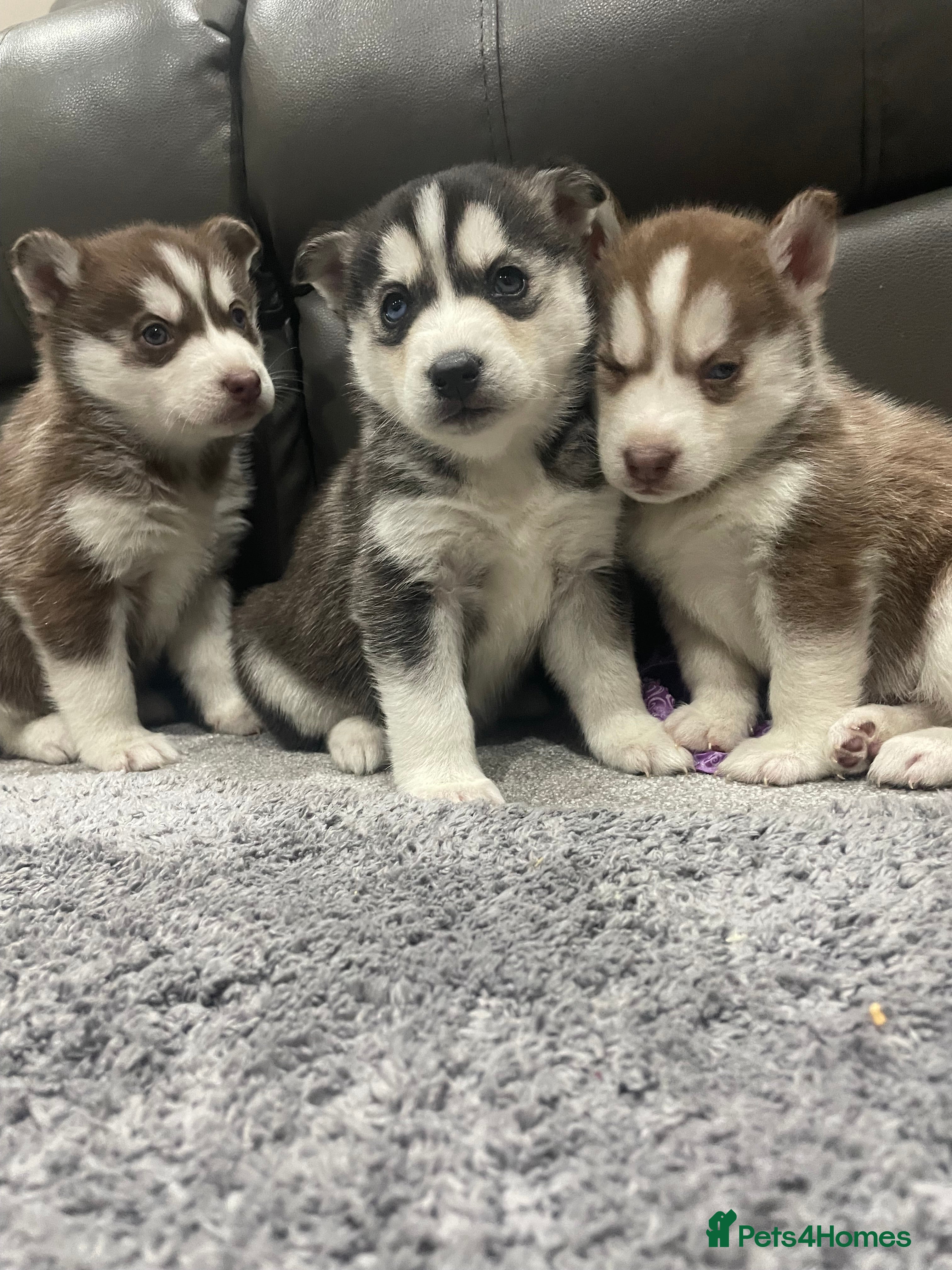 Siberian Husky dogs 5 beautiful Siberian huskies  - Advert 9