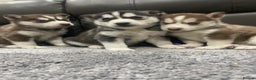 Siberian Husky dogs for sale: 6 beautiful Siberian huskies  - Advert 12