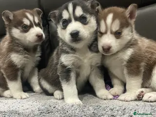 Siberian Husky dogs 5 beautiful Siberian huskies - Advert 13