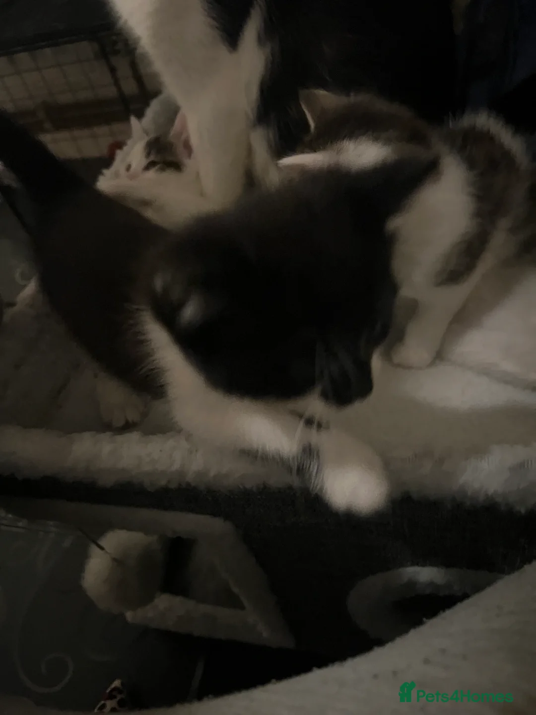 Mixed Breed cats for sale: For sale  - Advert 2