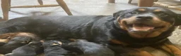 Rottweiler dogs for sale: Our gorgeous litter had 9 Rottweiler - Advert 8