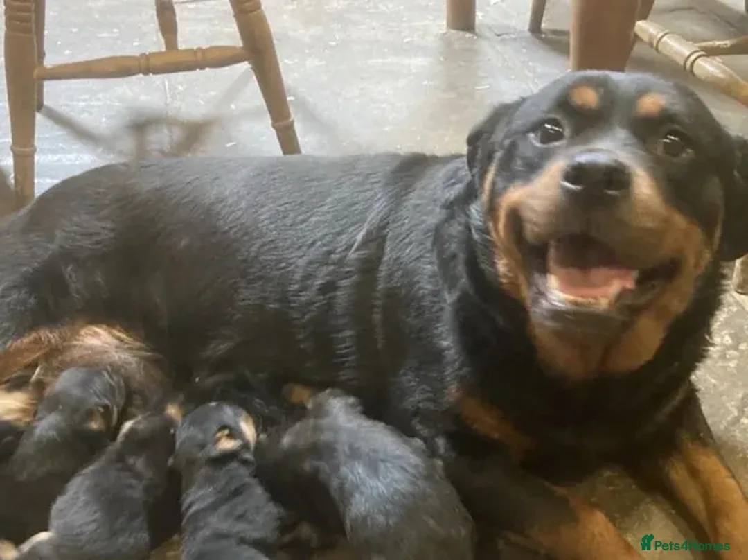 Rottweiler dogs for sale: Our gorgeous litter had 9 Rottweiler - Advert 8