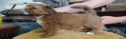 Lhasa Apso dogs for sale: Lhaso Apso puppies ready now! - Advert 4