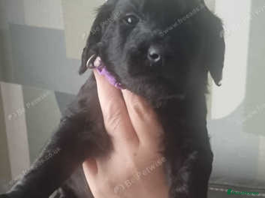 Goldendoodle dogs for sale: 🐾READY TO LEAVE🐾Standard goldendoodle - Image 8