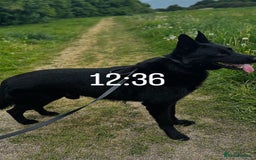 German Shepherd dogs for sale: 4 Month old German Shepherd Puppy for sale - Image 15