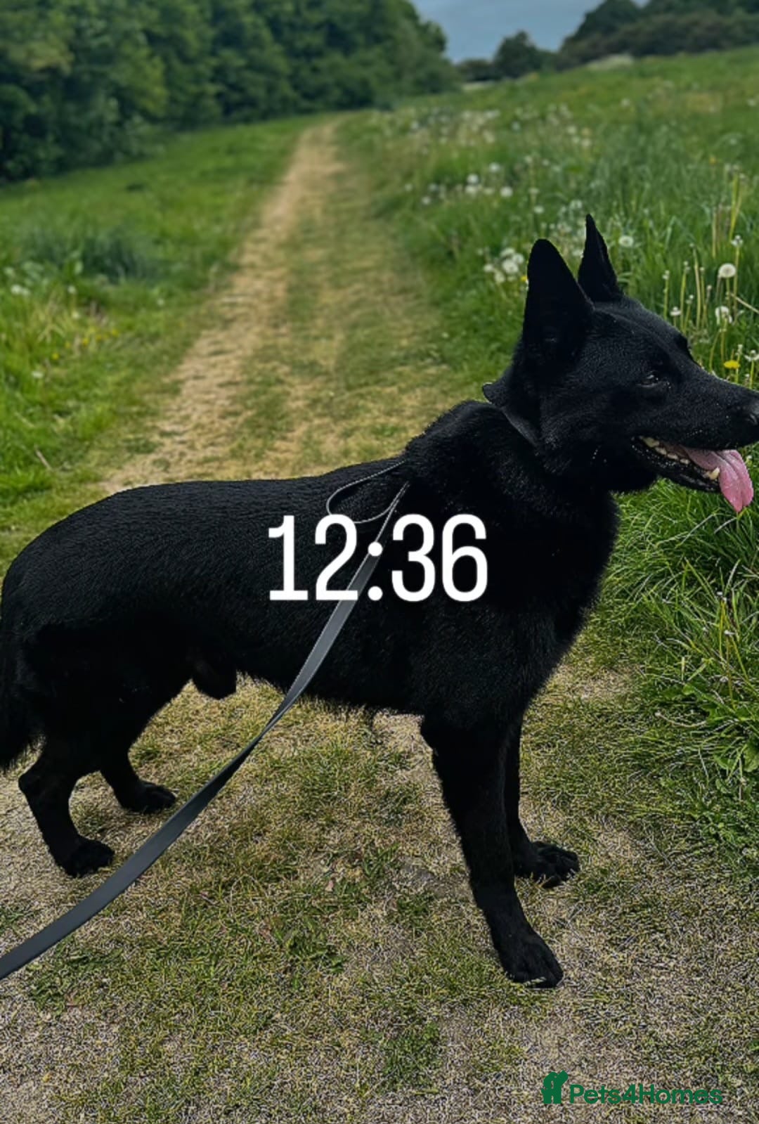 German Shepherd dogs for sale: 4 Month old German Shepherd Puppy for sale - Image 15