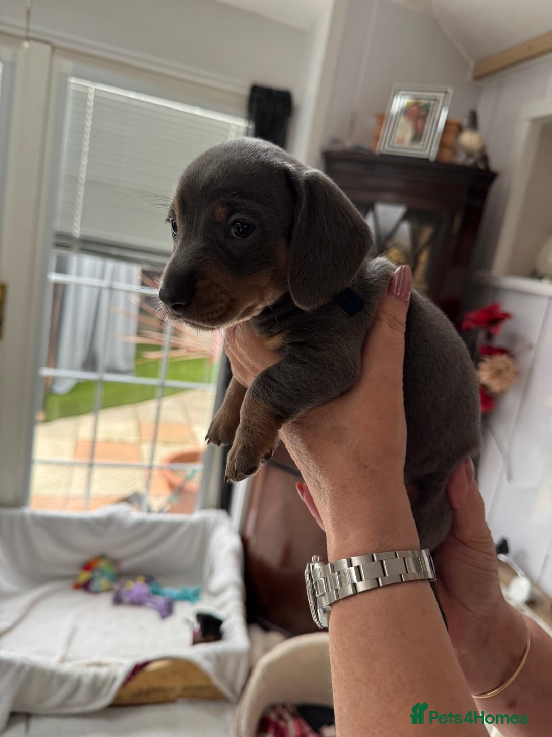 Miniature Dachshund dogs for sale: Miniature dachshund puppies - Image 24