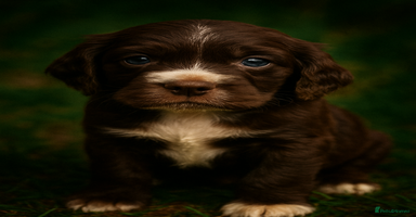 Cocker Spaniel dogs - Advert 4