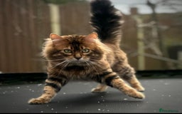 Bengal cats for sale: Cashmere Bengal !!! Don’t miss out 🤩 - Image 2