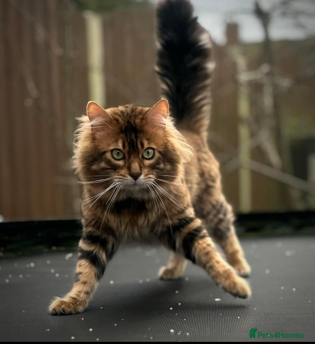 Bengal cats for sale: Cashmere Bengal !!! Don’t miss out 🤩 - Image 2