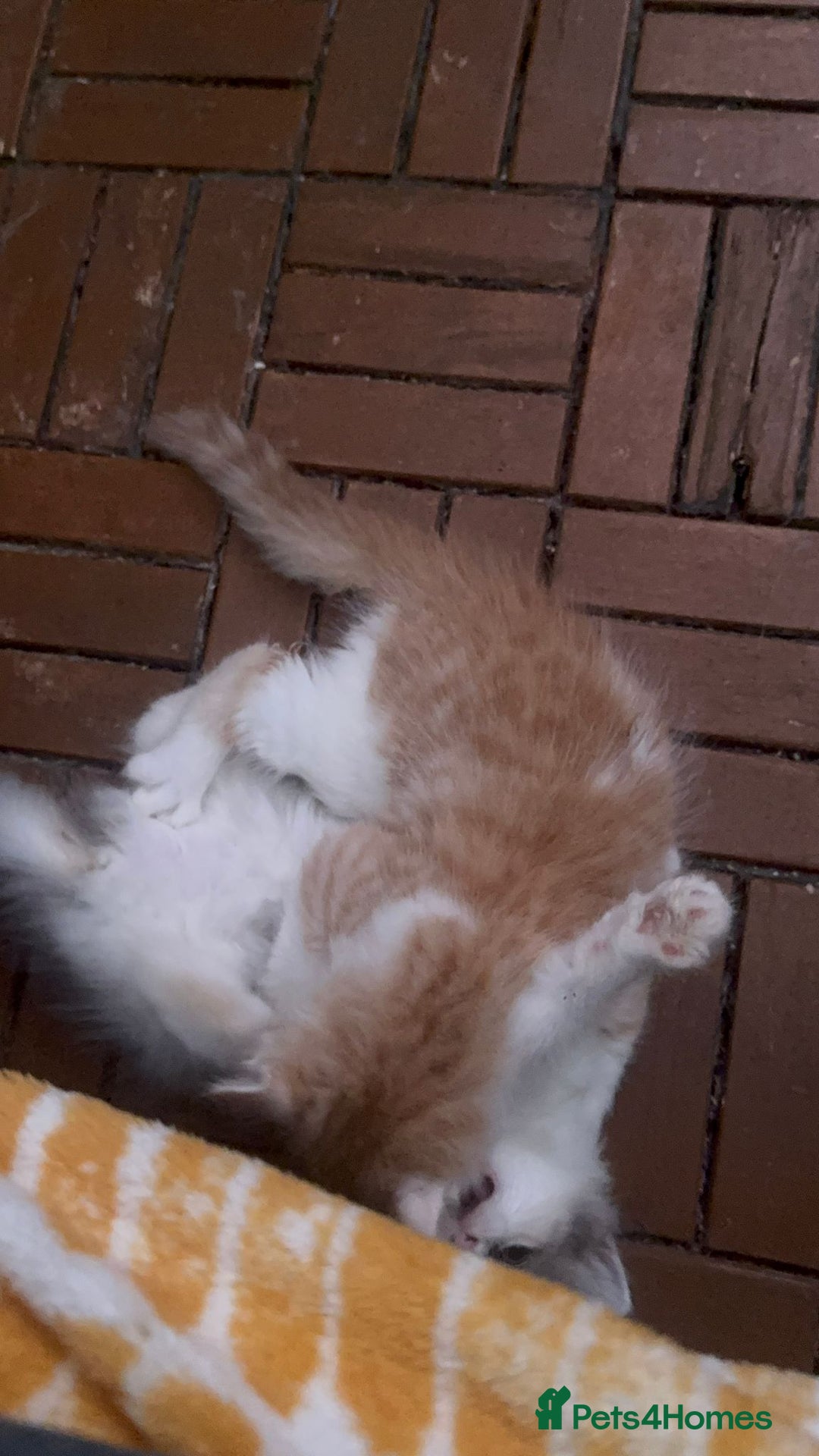 Mixed Breed cats for sale: Mix Mainecoon kittens - Image 11