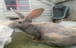 Continental Giant rabbits for sale: Baby Continental giants - Image 11