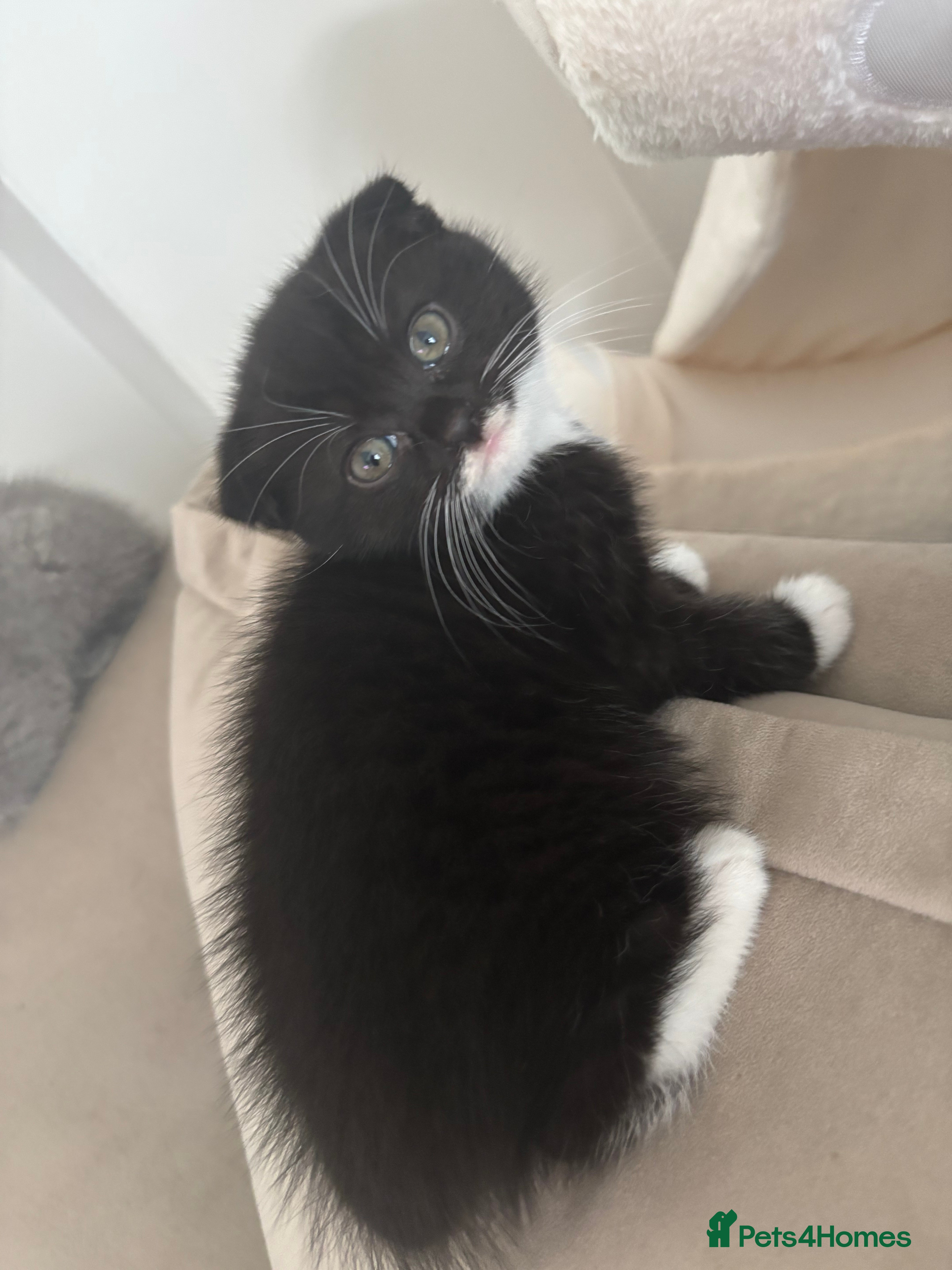 Ragdoll cats Scottish fold/Ragdoll kittens - Advert 2