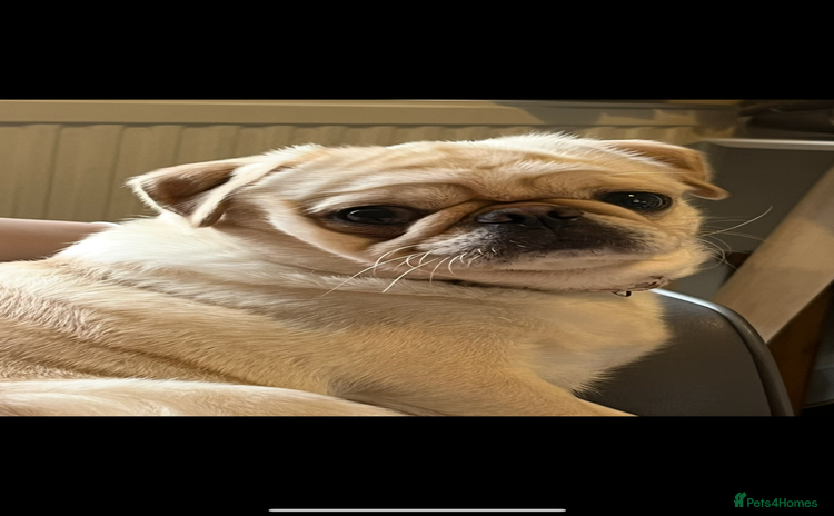 Chug dogs - Advert 1