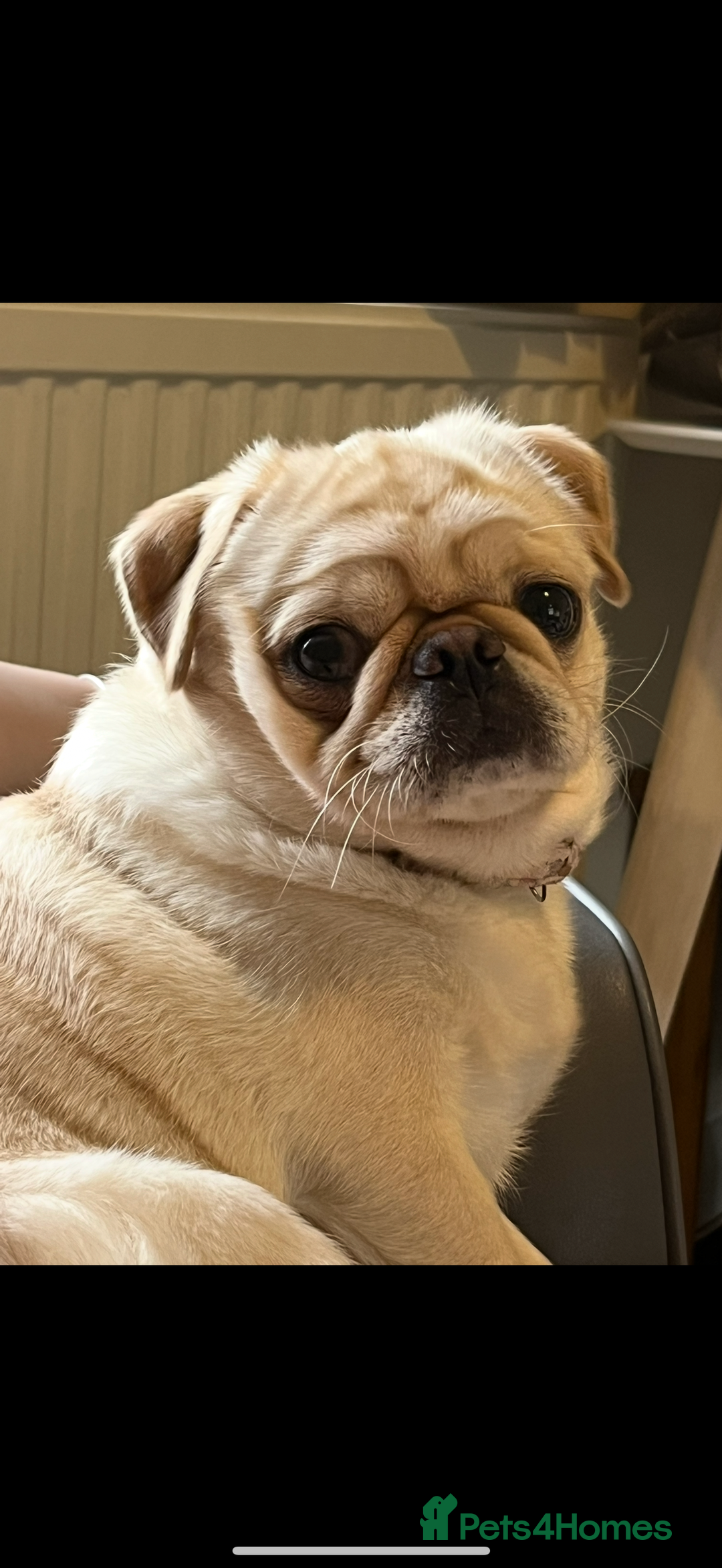 Chug dogs for sale: Chug male  - Image 1