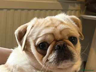 Chug dogs - Advert 19