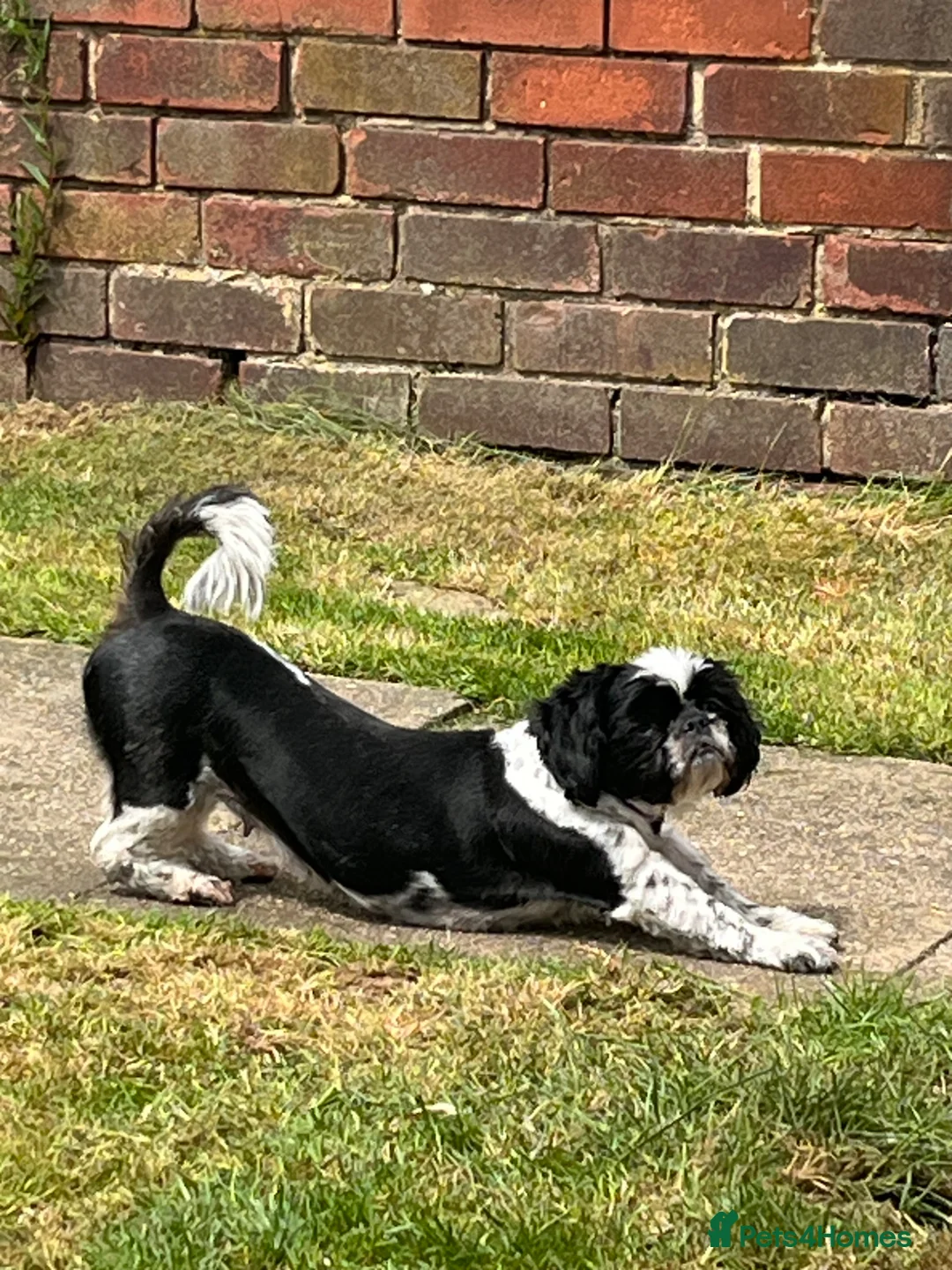 Shih Tzu dogs for sale: Pixie full Shih tzu - Advert 6
