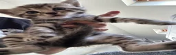 Bengal cats for sale: Bengal x Maine coone kittens - Advert 20
