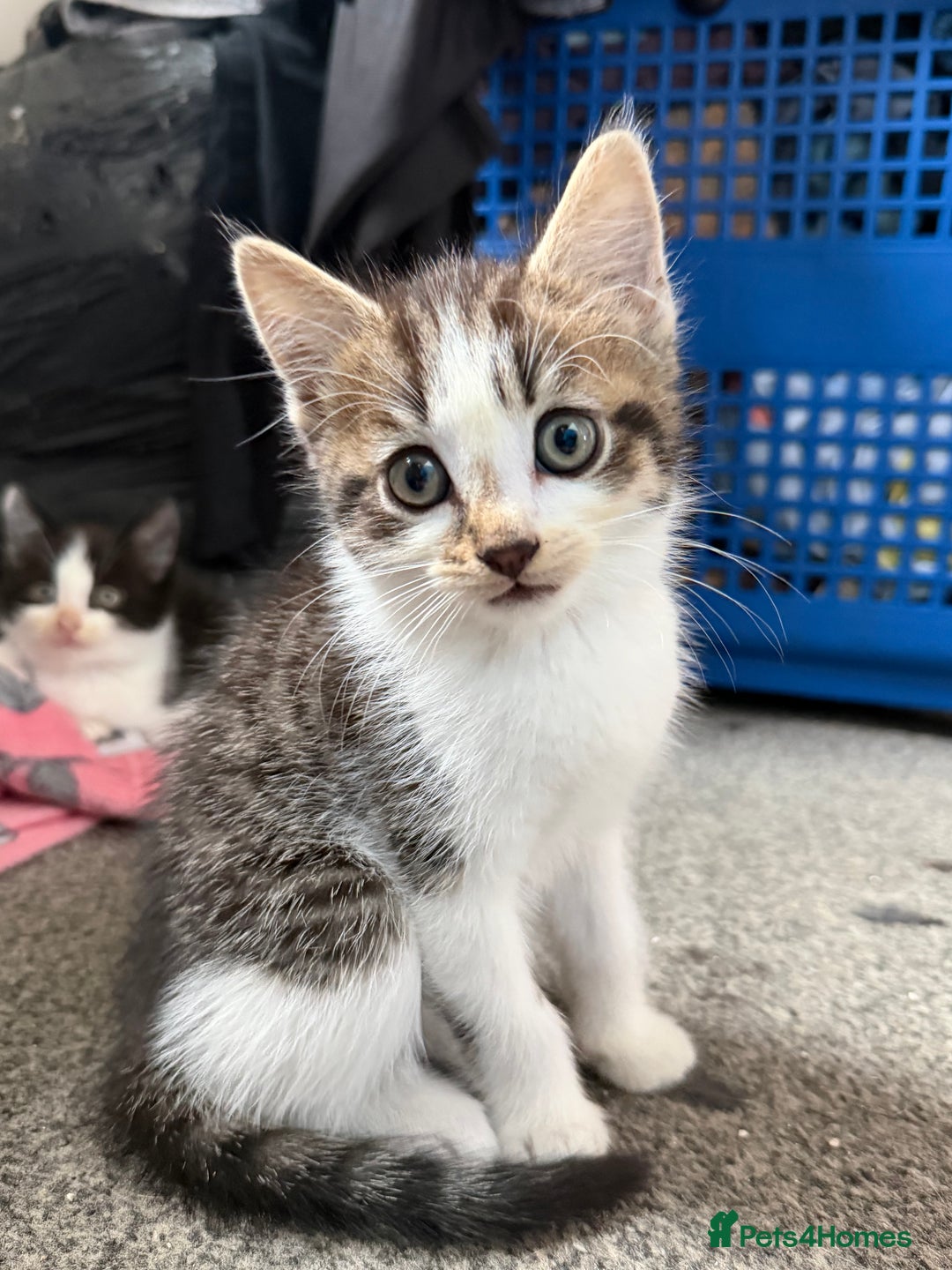 Mixed Breed cats for sale: Kittens ready for forever sofa’s. - Image 2
