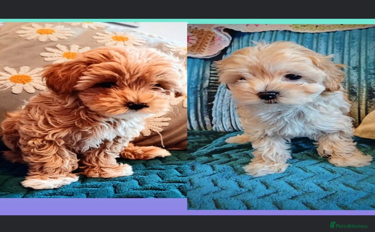 Maltipoo dogs - Advert 2