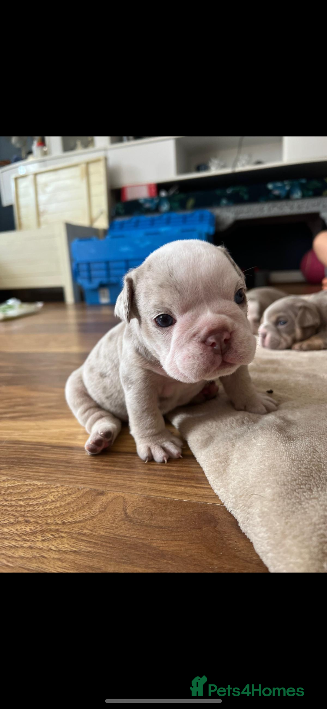 English Bulldog dogs for sale: Tiny Paws, Big Hearts – English Bulldog Puppies - Advert 3